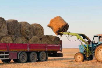 Фотография к новости: Қазақстанда 36 млн тонна мал азығы дайындалды