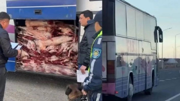 Фотография к новости: "Құжаты жоқ": Жетісуда 2 сиыр мен 100 қойдың еті тиелген автобус тоқтатылды.