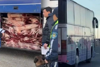 Фотография к новости: "Құжаты жоқ": Жетісуда 2 сиыр мен 100 қойдың еті тиелген автобус тоқтатылды.