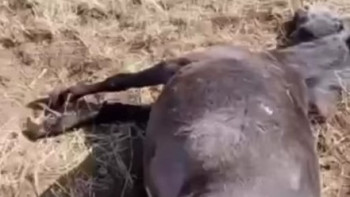 Фотография к новости: "Жылқыларды әкем атқан жоқ": атышулы іс бойынша фермердің қызы мәлімдеме жасады