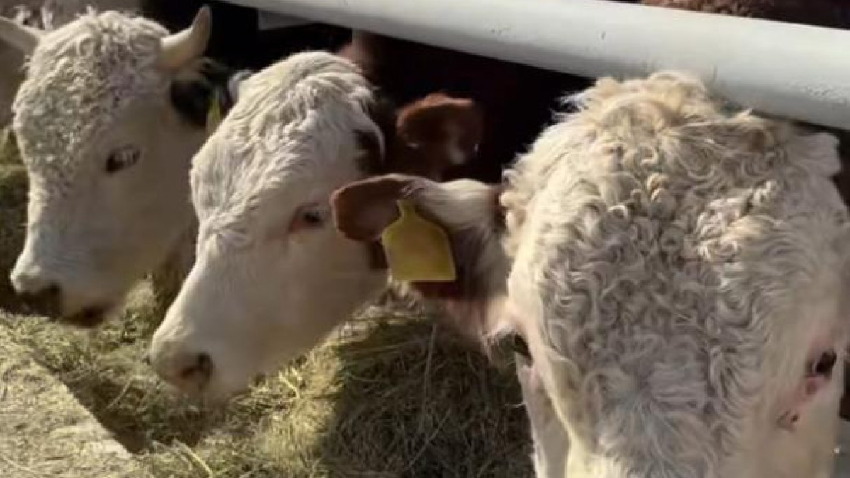  Абай облысының әкімдігі