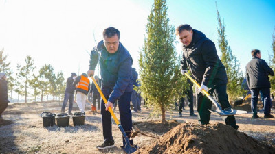 Биыл Астанада 1 млн-нан астам жасыл желек отырғызылады