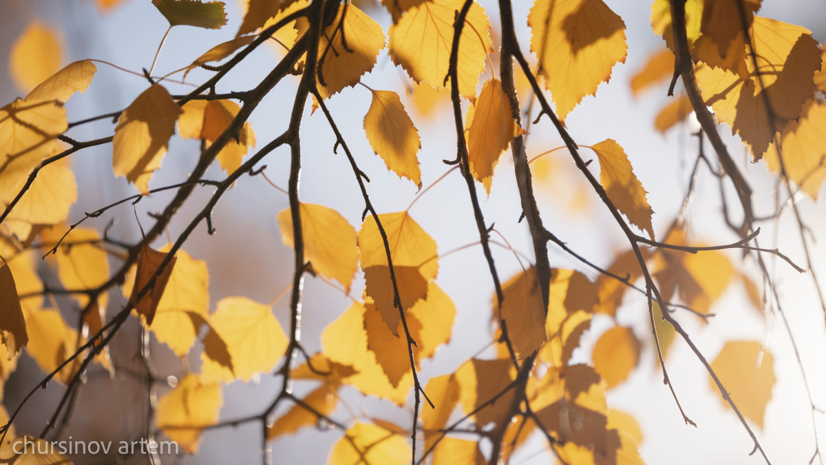  Артём Чурсинов  - архив