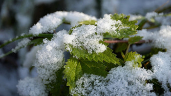 Фотография к новости: Астанада қашан қар жауатыны белгілі болды
