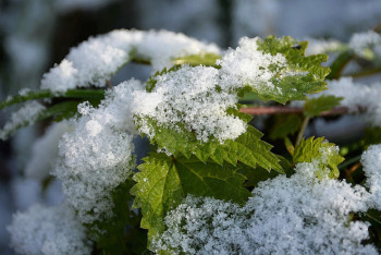 Астанада қашан қар жауатыны белгілі болды