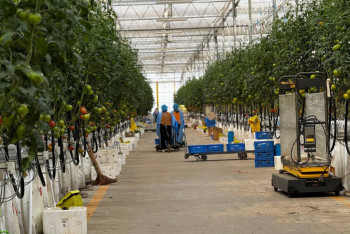 Фотография к новости: Этникалық қазақ қызанақ өсірудің технологиясымен таңғалдырды