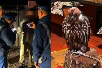 Фотография к новости: Жетісу облысында сұңқарды заңсыз ұстаған тұрғын анықталды