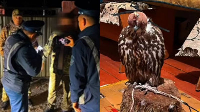 Жетісу облысында сұңқарды заңсыз ұстаған тұрғын анықталды