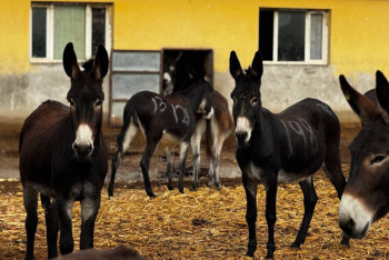 Фотография к новости: Қытай есектің сүтінен денсаулыққа пайдалы дәрі шығарып жатыр