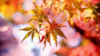 Фотография к новости: 21 қазанда Қазақстанда қандай ауа райы күтіледі?