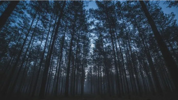 Фотография к новости: "Семей орманы" мекемесі филиалының директоры жұмысынан босатылды