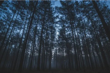 Фотография к новости: "Семей орманы" мекемесі филиалының директоры жұмысынан босатылды