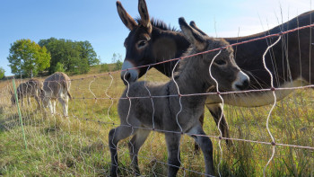 Фотография к новости: "Есекдәме" немесе есек падаға айналған аудан адамдары дабыл қақты – Жамбыл облысы