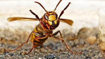 Фотография к новости: Мектепте 20 бірінші сынып оқушысы мен 2 мұғалімді аса ірі және улы ара шағып алды