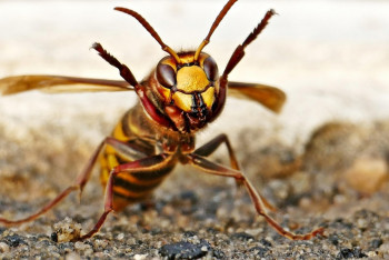 Фотография к новости: Мектепте 20 бірінші сынып оқушысы мен 2 мұғалімді аса ірі және улы ара шағып алды