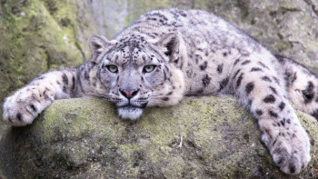 Фотография к новости: Қар барысы Қырғызстанның ресми символы болып бекітілді