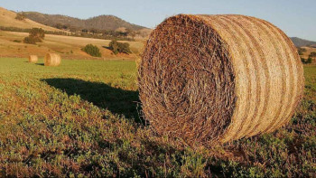 Фотография к новости: Қазақстанда 37,8 млн тонна мал азығы дайындалды