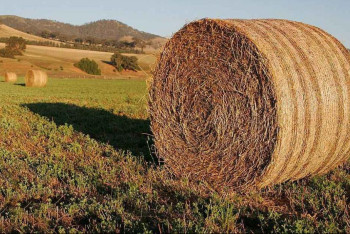 Фотография к новости: Қазақстанда 37,8 млн тонна мал азығы дайындалды