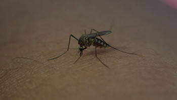 Фотография к новости: Батыс Ніл вирусынан бір адам көз жұмды