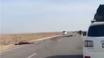 Фотография к новости: Жол апатына себепкер жылқы: Бейнеу-Ақтау тас жолында екі адам қаза тапты