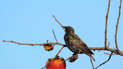 Германияда құс тұмауы өршіп тұр