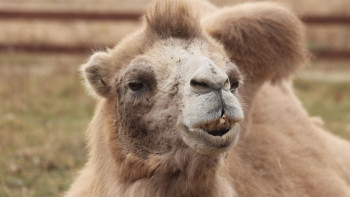 Фотография к новости: Атырау облысында түйе жасөспірімге шабуыл жасады