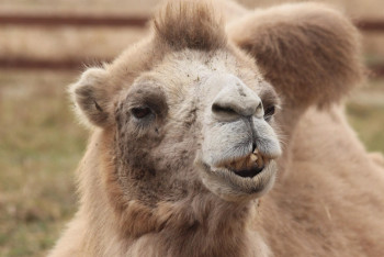 Фотография к новости: Атырау облысында түйе жасөспірімге шабуыл жасады