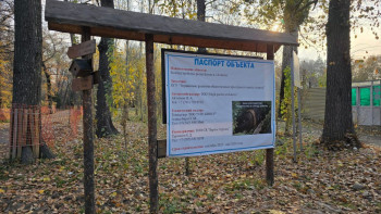 Фотография к новости: Алматыдағы Баум тоғайындағы ағаштардың кесілуі: жаңа деректер айтылды