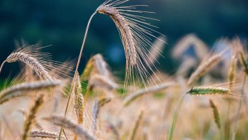 Фотография к новости: Қазақстан мен Өзбекстан бірлескен ауылшаруашылық кластерін құрады