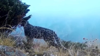 Фотография к новости: Іле Алатауында қар барысы, сілеусін және аю фототұзаққа түсіп қалды