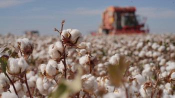 Фотография к новости: 422 мың тонна өнім: Мақта терімі аяқталуға жақын