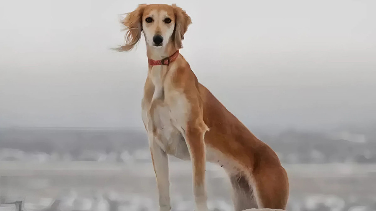  Қазақстанның кинологтар одағы