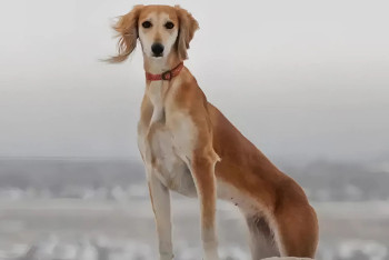 Фотография к новости: Қазақ тазысы халықаралық деңгейде мойындалды