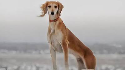 Қазақ тазысы халықаралық деңгейде мойындалды