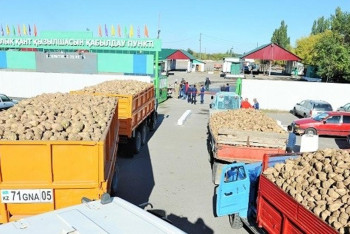 Фотография к новости: Қазақстандық зауыттар қант қызылшасын қабылдауды бастады