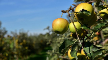 Фотография к новости: "Алма бақтары" дауы: Шымкентте мемлекетке 430 млн теңге залал келтірген экс-шенеунік қамалды