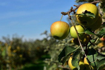 Фотография к новости: "Алма бақтары" дауы: Шымкентте мемлекетке 430 млн теңге залал келтірген экс-шенеунік қамалды