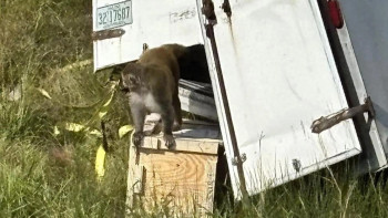 Фотография к новости: Гепатит, герпес және COVID-19 жұқтырған маймыл зертханадан қашып кеткен