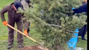 Фотография к новости: "Таза Қазақстан": Алматы облысында 130 түп терек пен 60 түп шырша отырғызылды