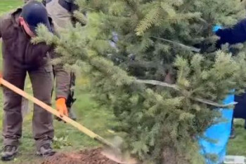 Фотография к новости: "Таза Қазақстан": Алматы облысында 130 түп терек пен 60 түп шырша отырғызылды