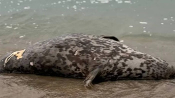 Фотография к новости: Каспий жағалауынан итбалықтардың өлекселері табылды