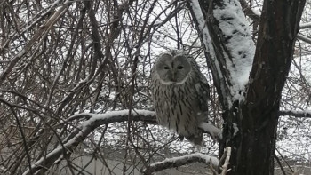 Фотография к новости: Өскемендегі перзентхананың терезесінен сирек кездесетін үкі көрінді