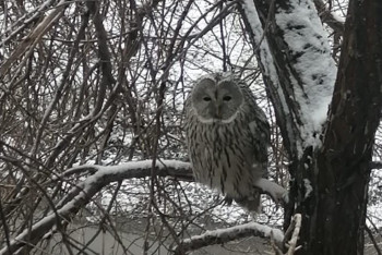 Фотография к новости: Өскемендегі перзентхананың терезесінен сирек кездесетін үкі көрінді