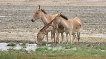 Фотография к новости: Қазақстанда құлан популяциясы қалпына келтірілді