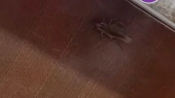 Фотография к новости: “Асханада тарақандар”: Алматыда балабақша тексеріледі