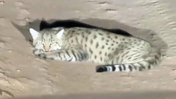 Фотография к новости: Маңғыстау жолында дала мысығы байқалды