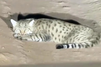 Фотография к новости: Маңғыстау жолында дала мысығы байқалды