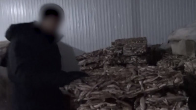 Қызылордада 75 тонна көк серке заңсыз Еуропаға жөнелтілген