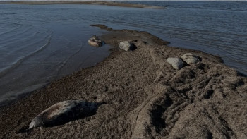 Фотография к новости: Каспий теңізінен тағы да 70-тен астам итбалықтың өлексесі табылды