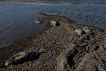 Фотография к новости: Каспий теңізінен тағы да 70-тен астам итбалықтың өлексесі табылды